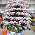 LAN HỒ ĐIỆP TÍM