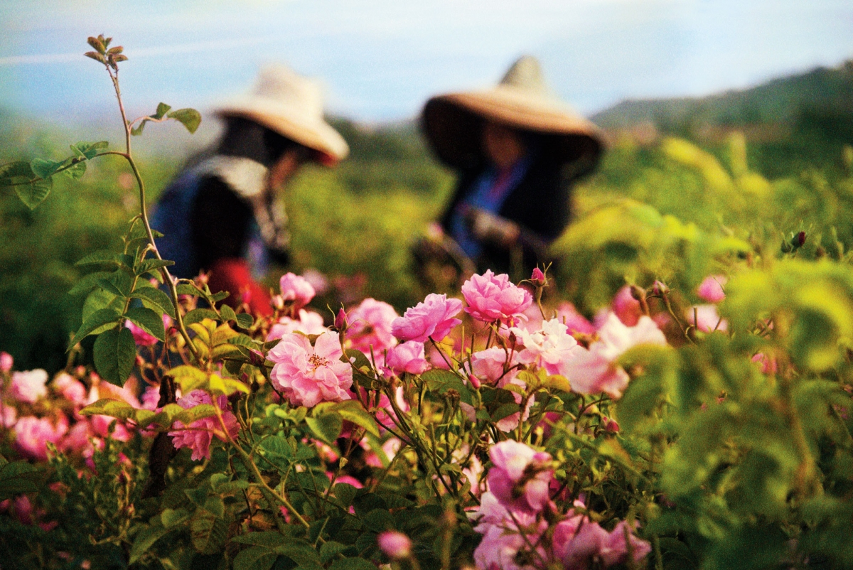 Kỳ công quy trình trồng hoa nguyên liệu làm nên nước hoa lừng danh Chanel No.5  Trong suốt nhiều thập kỷ qua, những bông hoa hồng, hoa nhài tại nông trại thuộc miền Nam của nước Pháp đã được hãng Chanel thu mua để tạo nên loại nước hoa lừng danh thế giới- Chanel No.5  Quy trình trồng hoa kỳ công  Hãng Chanel thu mua những bông hoa hồng, hoa nhài được canh tác hữu cơ tại nông trại ở Grasse thuộc miền Nam nước Pháp để làm nên loại nước hoa nổi tiếng thế giới - Chanel No.5. Quy trình trồng và thu hoạch hoa hữu cơ được thực hiện rất nghiêm ngặt nhằm đảm bảo chất lượng hương thơm luôn ở mức cao nhất. Trong suốt nhiều thập kỷ, những vườn hoa tại Grasse là nơi cung cấp nguyên liệu để sản xuất ra những dòng nước hoa cao cấp của Chanel. Những cánh đồng hoa hữu cơ ở Grasse được Channel thu mua và bảo tồn. Hoa hồng và hoa nhài là nguyên liệu chủ yếu mà Channel thu mua tại Grasse. Nước hoa Chanel No.5 dùng nguyên liệu chiết xuất từ hoa hồng và hoa nhài vào đúng thời kỳ nở rộ.  Có một nhà máy đã được xây dựng giữa cánh đồng để chưng cất những bông hoa tươi vừa thu hoạch. Khi hoa hồng được thu hoạch, dầu của chúng phải được chiết xuất nhanh chóng, trước khi hoa bắt đầu lên men. Hoa tươi sau khi thu hoạch nhanh chóng được chuyển về nhà máy trước khi chúng bị héo và thu nhỏ cánh lại. Trung bình, một bông hoa mất khoảng 80 phút từ khi mới hái đến công đoạn xử lý trong nhà máy. Việc chạy đua với thời gian để không thể làm giảm mất chất lượng của hoa chính là lợi thế cạnh tranh lớn nhất của Chanel. Tinh chất sau cùng được đưa đến các phòng thí nghiệm của Chanel để được biến thành nước hoa và đóng chai. Mỗi chai Chanel No.5 có dung tích 30ml được làm bằng nguyên liệu chưng cất của khoảng 1.000 bông hoa nhài và 12 bông hồng. Mới đây, Chanel mua thêm những cánh đồng hoa nhài để đảm bảo nguồn cung nguyên liệu. Hoa nhài thường được thu hái trước 1 giờ trưa để đảm bảo hoa không bị héo và đúng thời điểm đang thơm nhất. Hoa nhài sau khi hái cũng được chuyển ngay tới nhà máy chế biến cách đó không xa. Quy trình chưng cất hoa nhài cũng được diễn ra nghiêm ngặt để đảm bảo chất lượng cho các chai nước hoa.  Chanel No.5- Chai nước hoa lừng danh thế giới  Huyền thoại nước hoa Chanel No5 được tinh chế bởi chuyên gia nước hoa Ernest Beaux vào năm 1921 cho nhãn hiệu Coco Chanel và được giới thiệu lần đầu tiên với ba nồng độ: Parfum, Eau de Toilette và Eau de Cologne. Phiên bản No.5 có nồng độ Eau de Cologne bị mất giá vào những năm 1990 và được thay thế bởi phiên bản Eau de Parfum cho đến tận bây giờ. Mỗi nồng độ của nước hoa No5 có những điểm khác biệt không đáng kể.