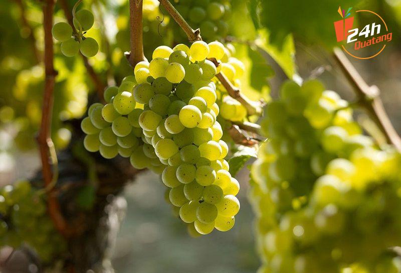 rượu vang trắng cao cấp từ giống nho Sauvignon Blanc - quatang24h.com.vn