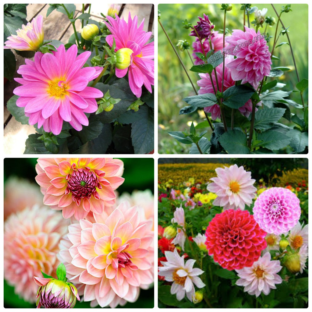 hoa tươi hoa mùa hè hoa online  quatang24h.com.vn