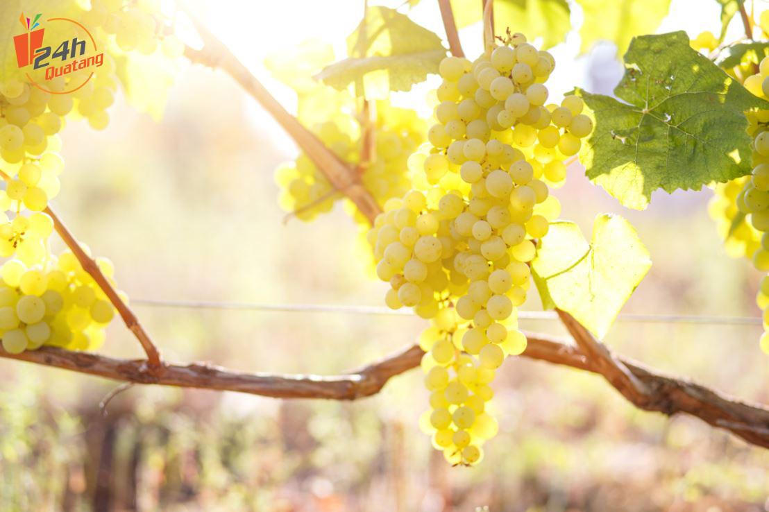 nguồn gốc của giống nho trắng Chardonnay | Quatang24h.com.vn