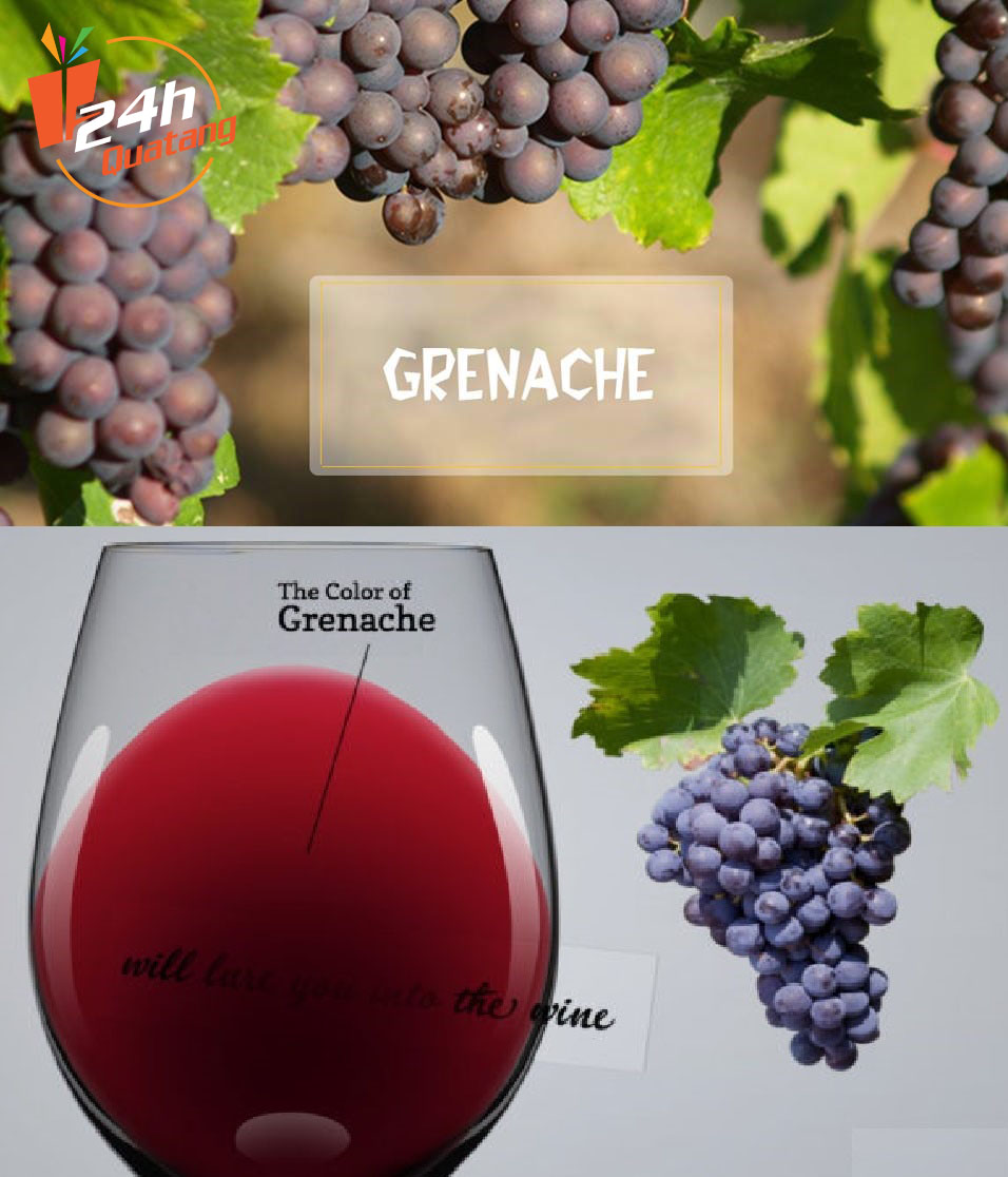 rượu vang đỏ Grenache  rượu vang cao cấp quatang24h.com.vn