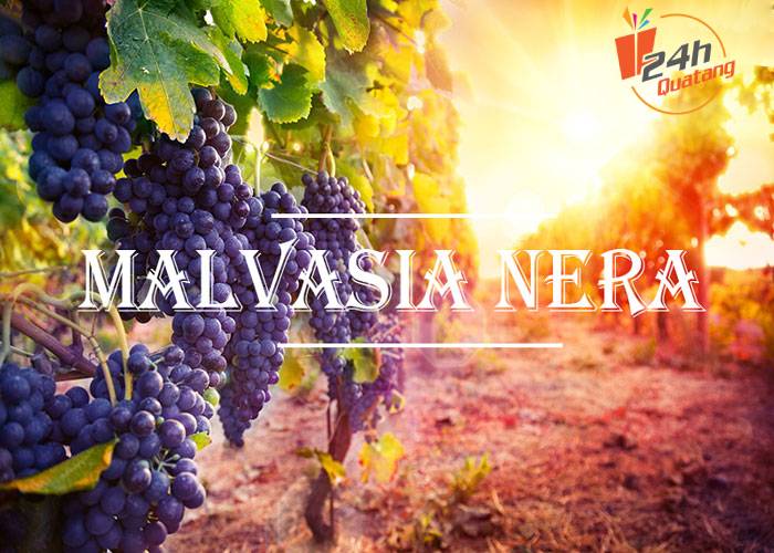 Giống nho làm rượu vang huyền thoại Malvasia Nera - quatang24h.com.vn