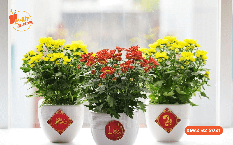 Tặng hoa vào ngày Tết mang ý nghĩa vạn sự khởi đầu tốt đẹp