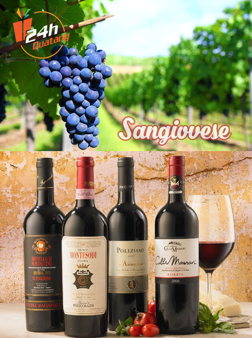 rượu vang đỏ Sangiovese  rượu vang cao cấp quatang24h.com.vn